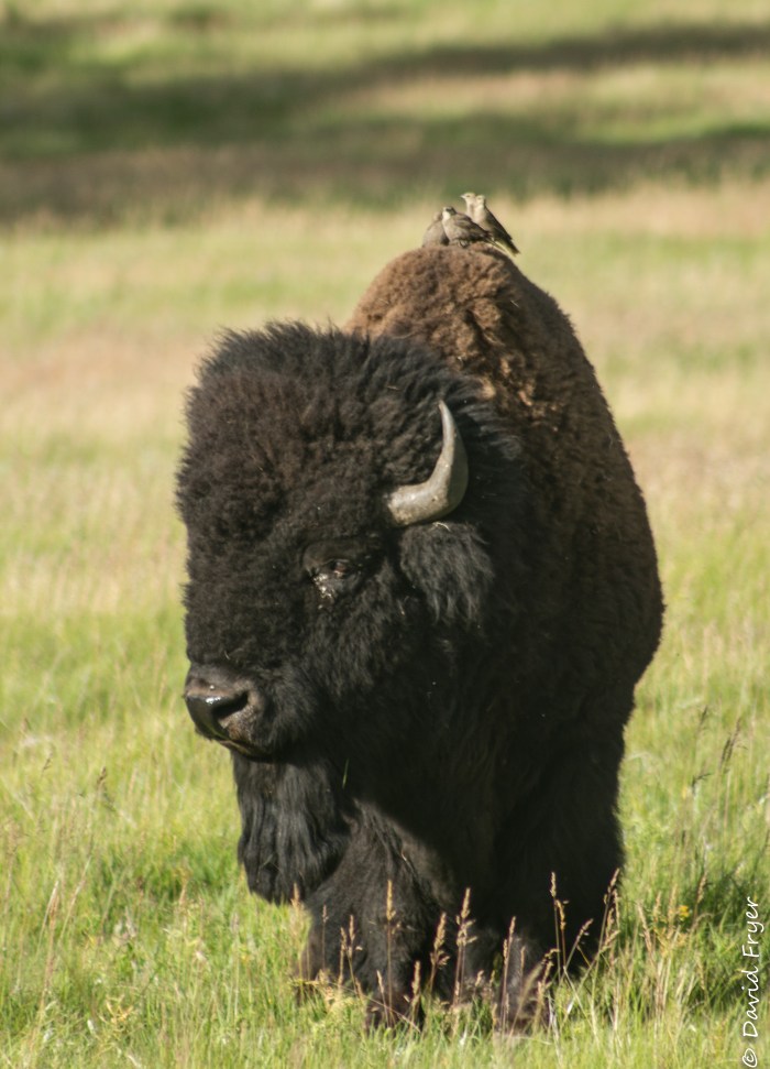 Bison 54-1