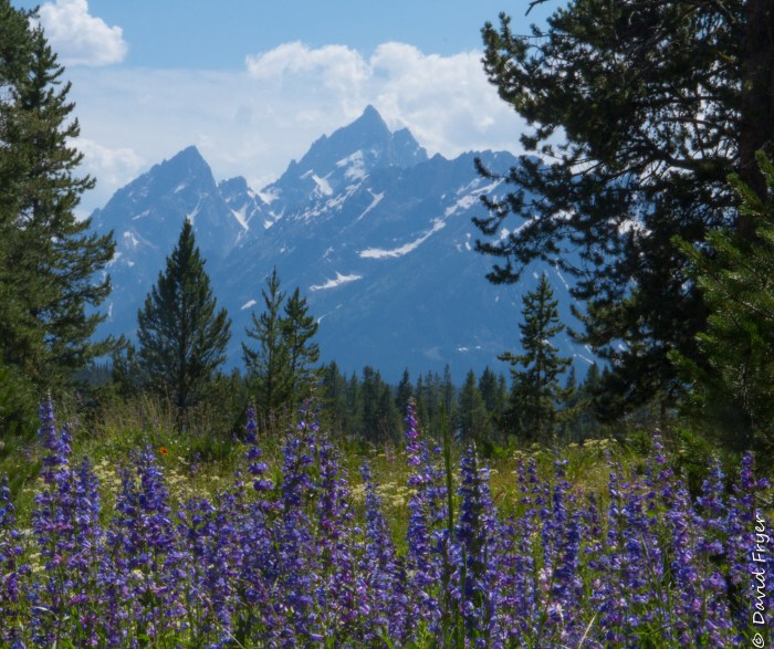 Grand Teton - Swan Lake-61