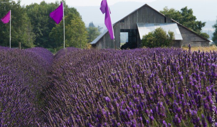 Olympic Peninsula 2017-121