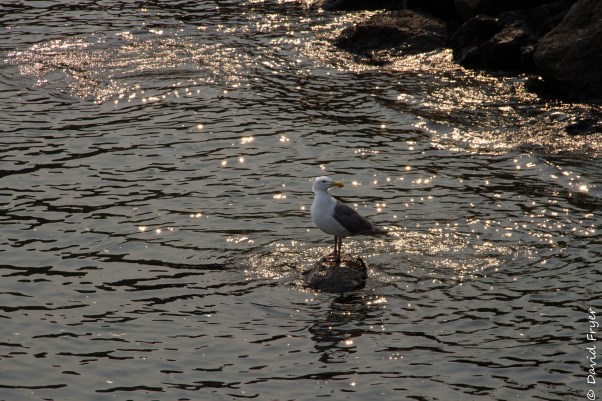 Olympic Peninsula 2017-26