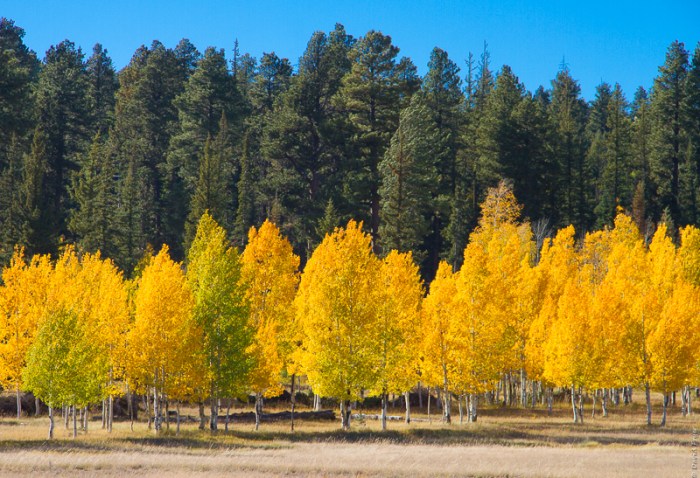 Grand Canyon National Park North Rim 2017-53