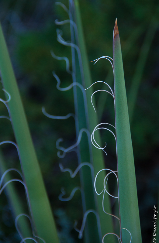 Valley of Fires NM 2017-64