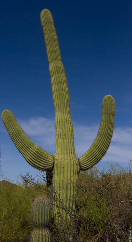 Desert Museum Tucson AZ 2017-40