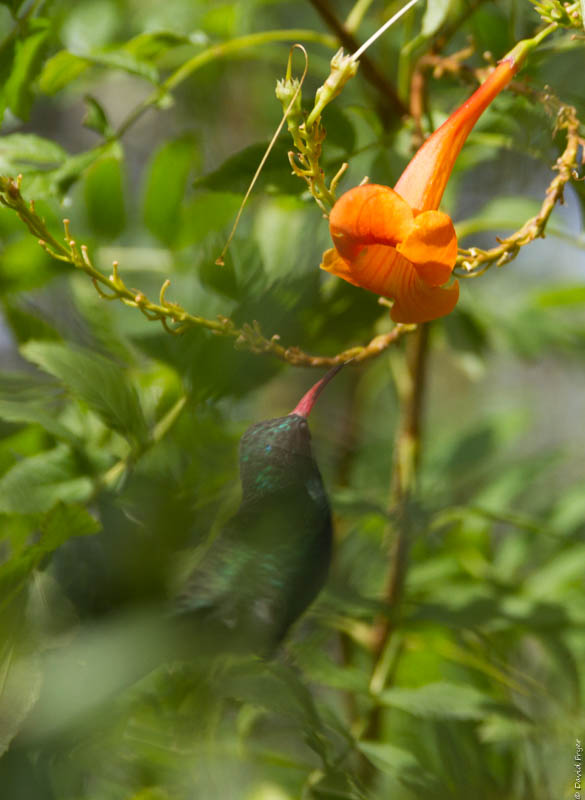 Desert Museum Tucson AZ 2017-75