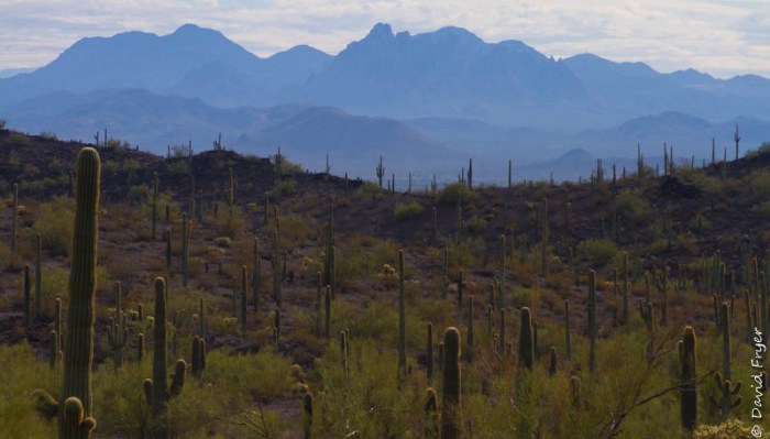 Picacho Peak State Park February 2018-47