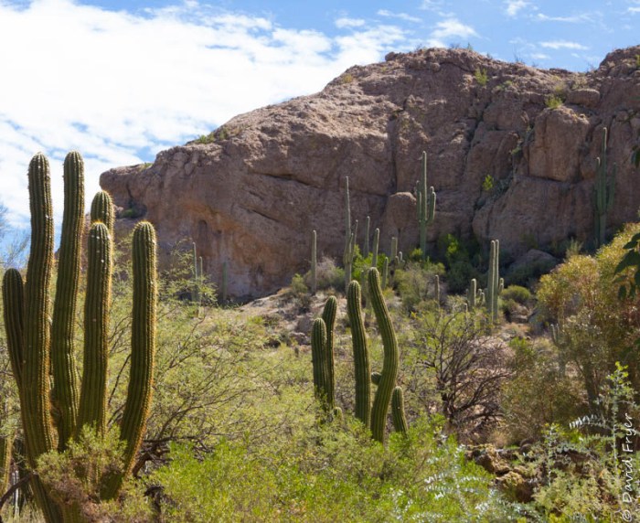 Boyce Thompson Arboretum AZ 2018-28