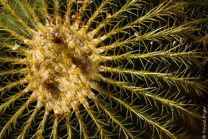 Boyce Thompson Arboretum AZ 2018-35