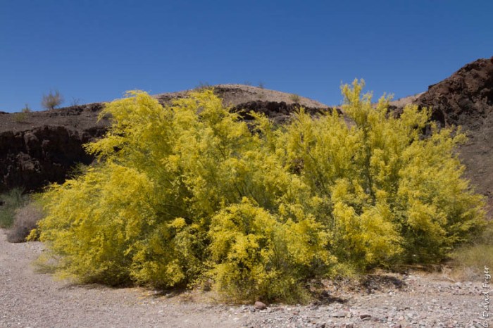 Lake Havasu AZ 2018-178