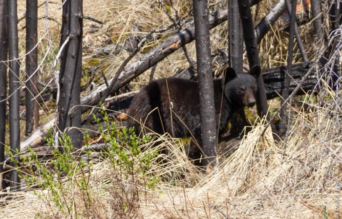 Jasper and Lake Maligne 2018-5