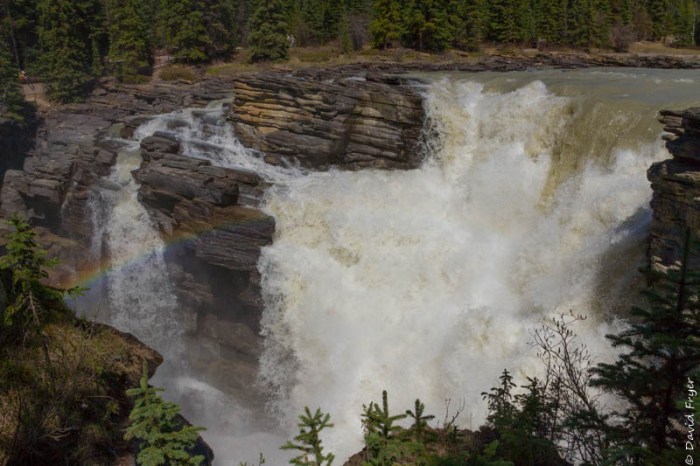 Jasper Icefields Parkway Athabasca and Sunwapta Falls-38