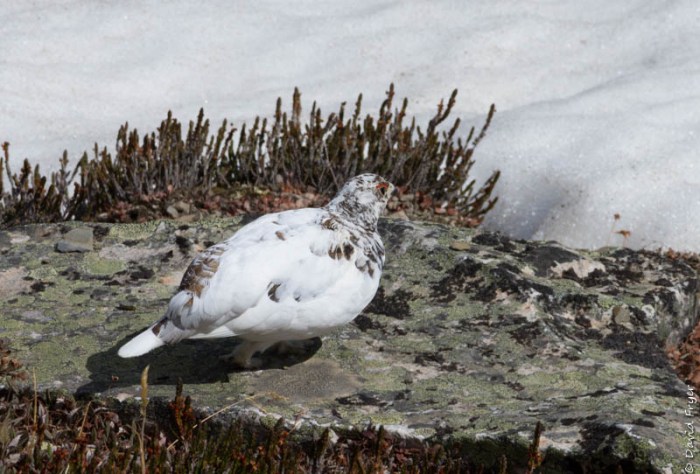 Jasper Tramway 2018-46