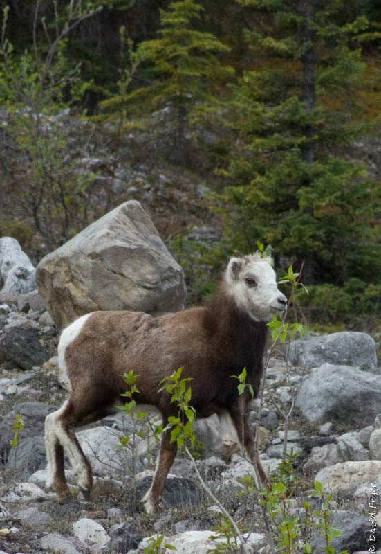 Muncho Lake BC 2018-97