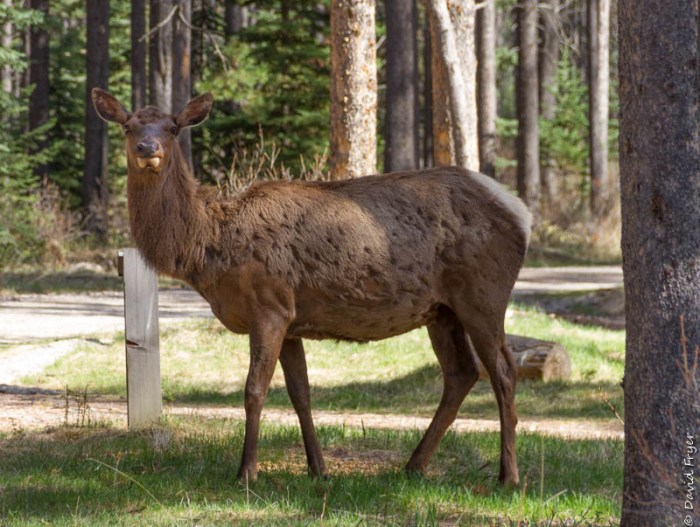 Whistlers Campground AB 2018-141