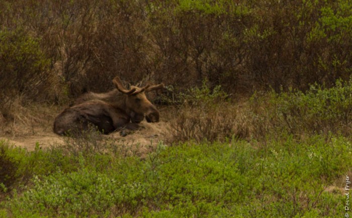 Denali National Park 2018-104