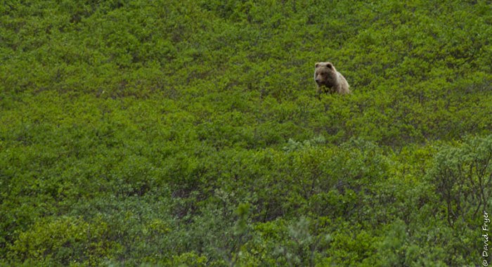 Denali National Park 2018-107-2