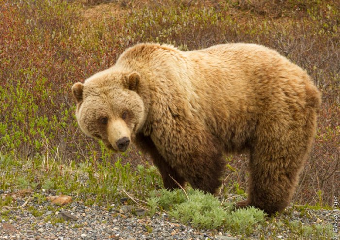 Denali National Park 2018-152