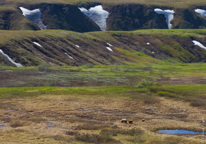 Denali National Park 2018-44-3