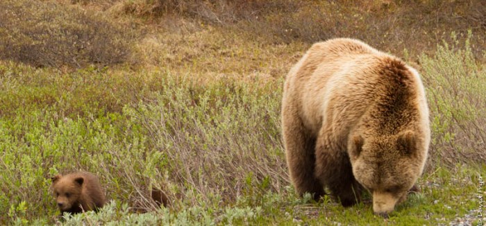 Denali National Park 2018-55-2