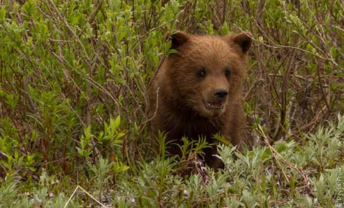 Denali National Park 2018-69-2