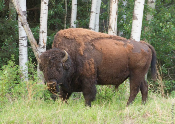 Liard River Hot Springs BC 2018-56