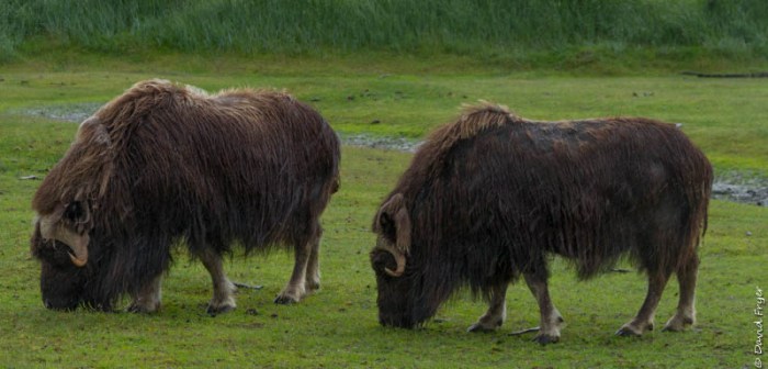 Alaska Wildlife Conservation Center Girdwood AK 2018-15