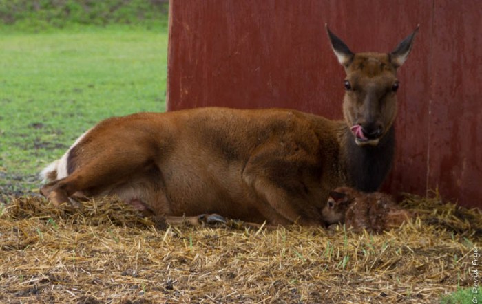 Alaska Wildlife Conservation Center Girdwood AK 2018-27