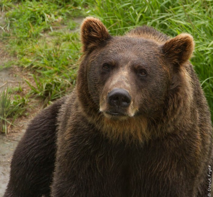 Alaska Wildlife Conservation Center Girdwood AK 2018-42