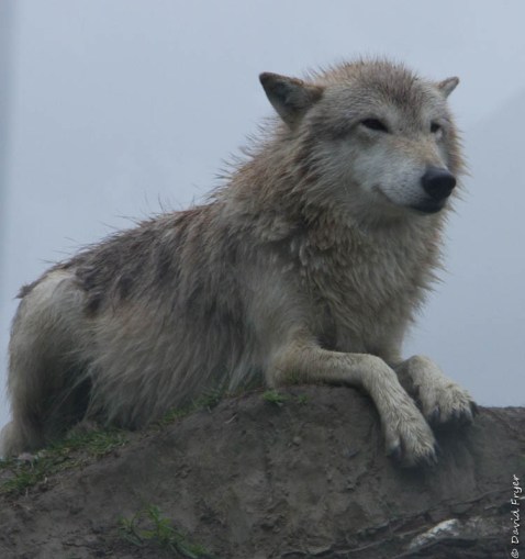 Alaska Wildlife Conservation Center Girdwood AK 2018-57