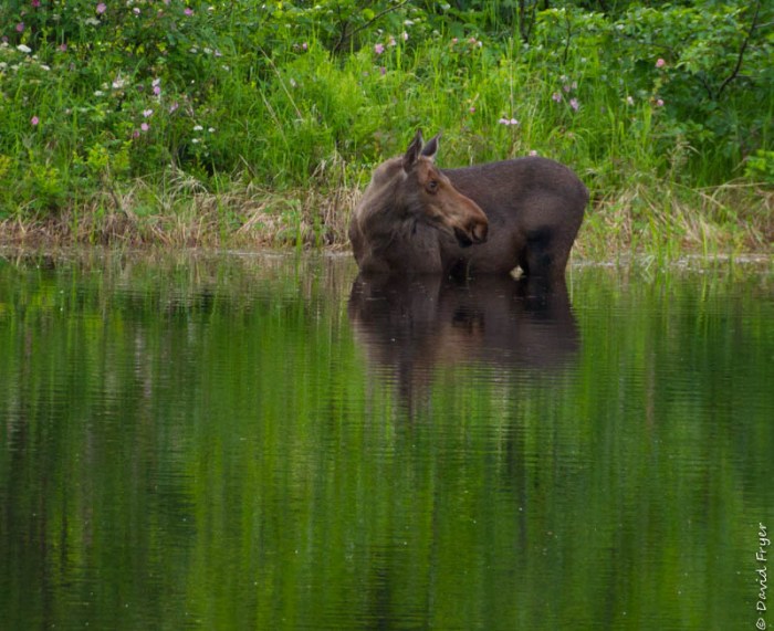 Denali State Park 2018-9-3