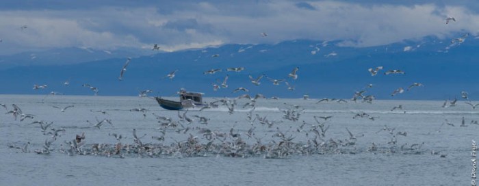 Homer Alaska 2018-16