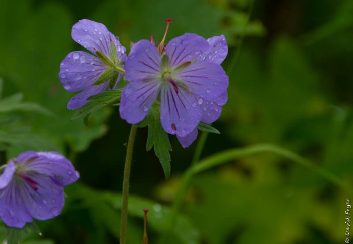 Homer Alaska 2018-46