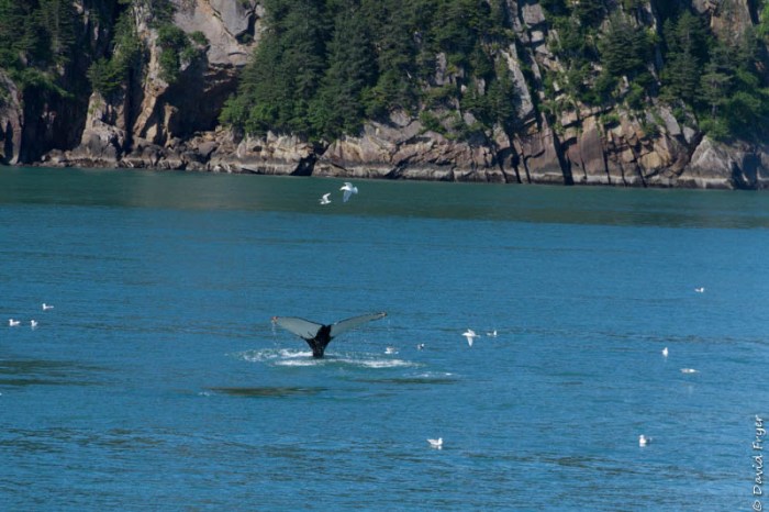 Seward Kenai Fjords Alaska 2018-304