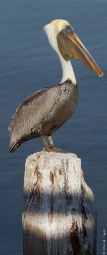 Cedar Key FL 2018-94