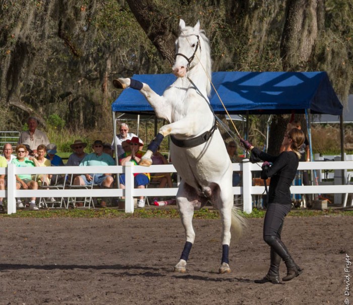 Lipizzaner Stallions FL 2019-40