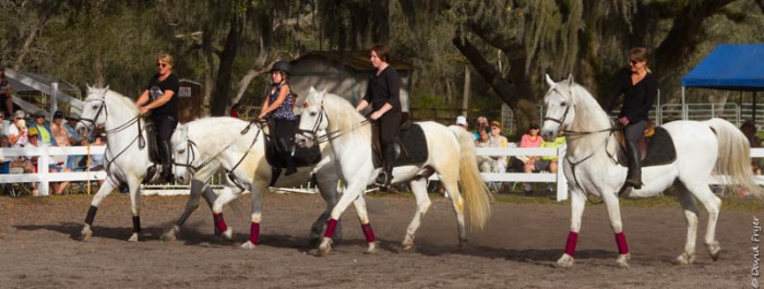 Lipizzaner Stallions FL 2019-63