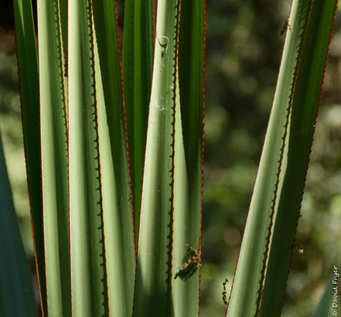 Bok Tower and Gardens FL-85