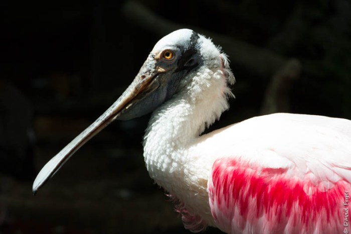 Tampa FL March 2019-67