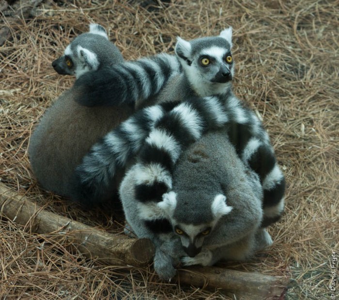 Tampa FL March 2019-80