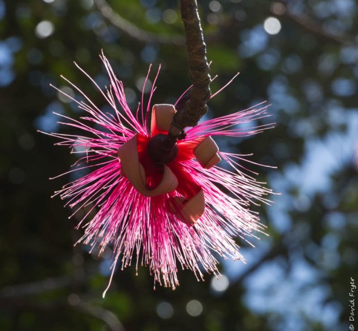 Venice FL March 2019-199