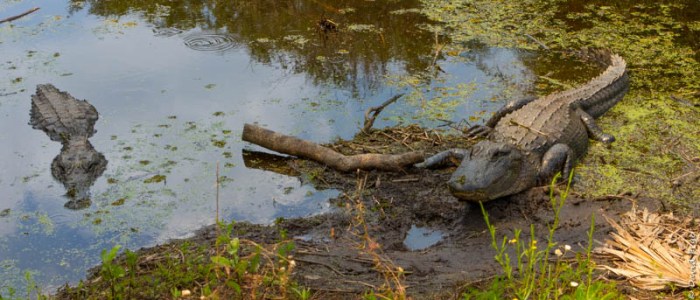 Venice FL March 2019-258