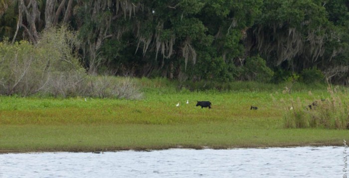 Venice FL March 2019-310