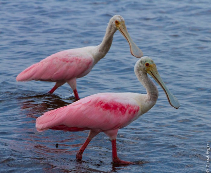 Venice FL March 2019-350