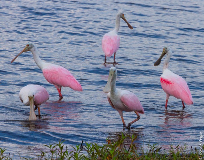 Venice FL March 2019-399