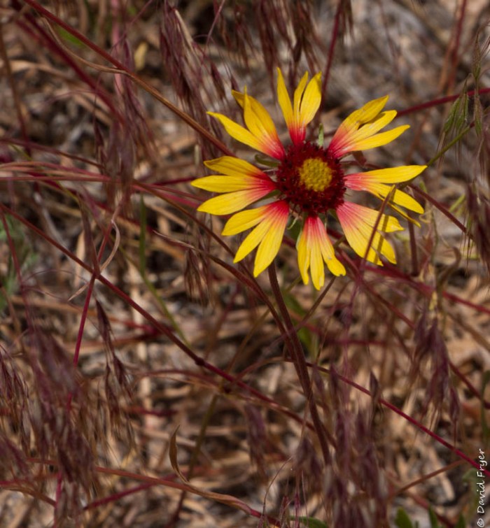 Bandelier NM June 2019-16