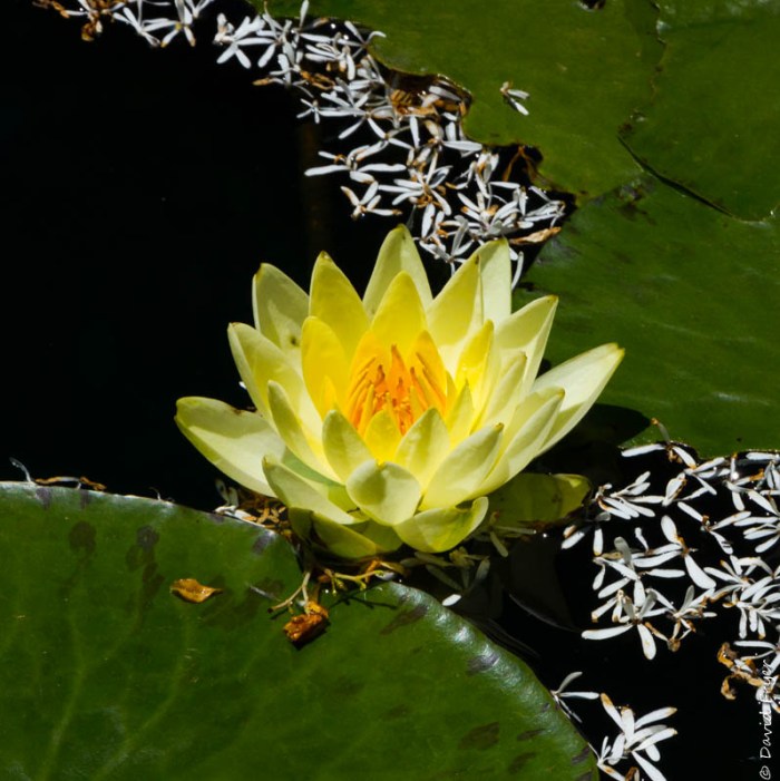 Fayetteville AR May 2019-64