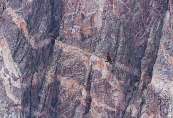 Montrose CO August 2019-127