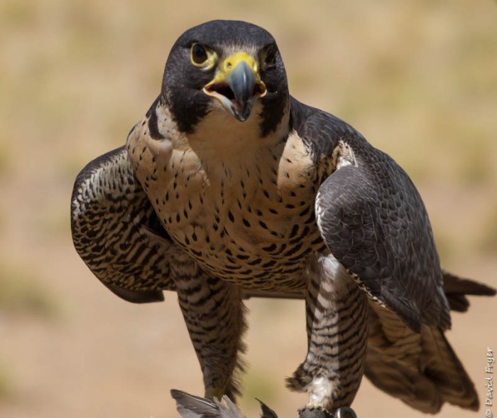 Bend OR August 2019-37