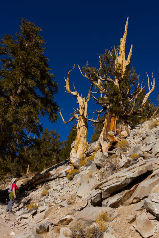 Bishop CA November 2019-127