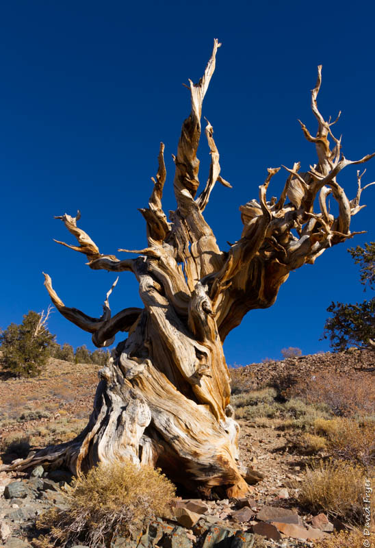 Bishop CA November 2019-139