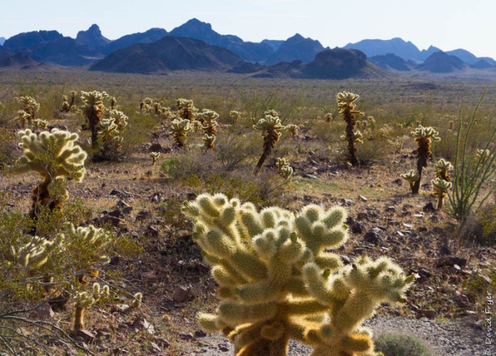 Kofa NWR February 2020-76